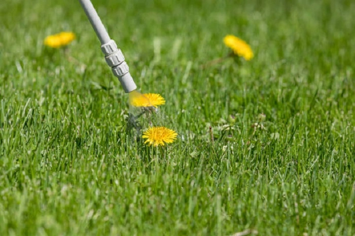 image of spraying weed killers on weeds