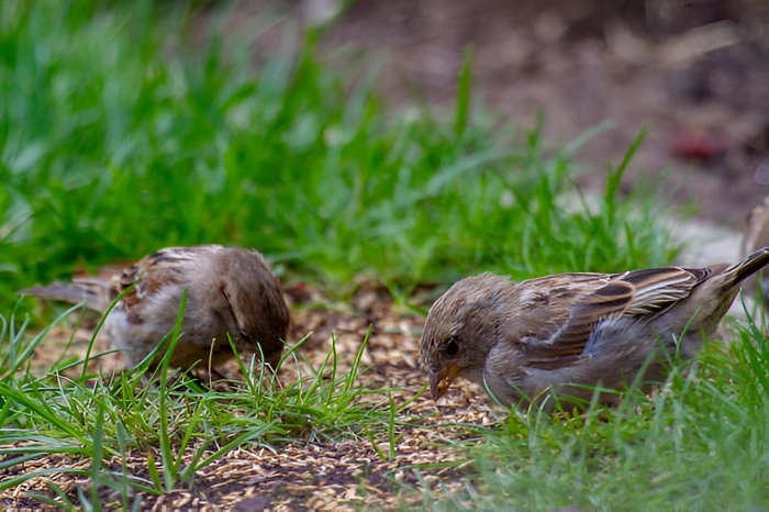 image of birds eating grass seeds