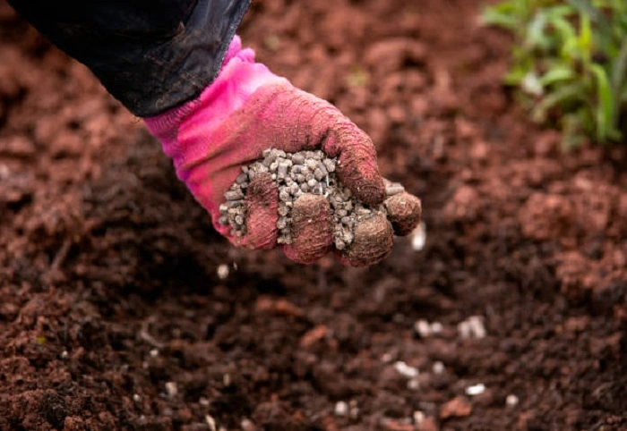 image of organic fertilizer added in the soil
