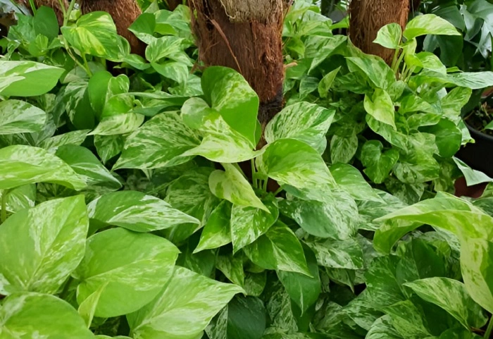 image of an overcrowded pothos plant