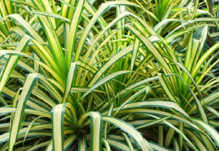 image of a fully grown spider plant