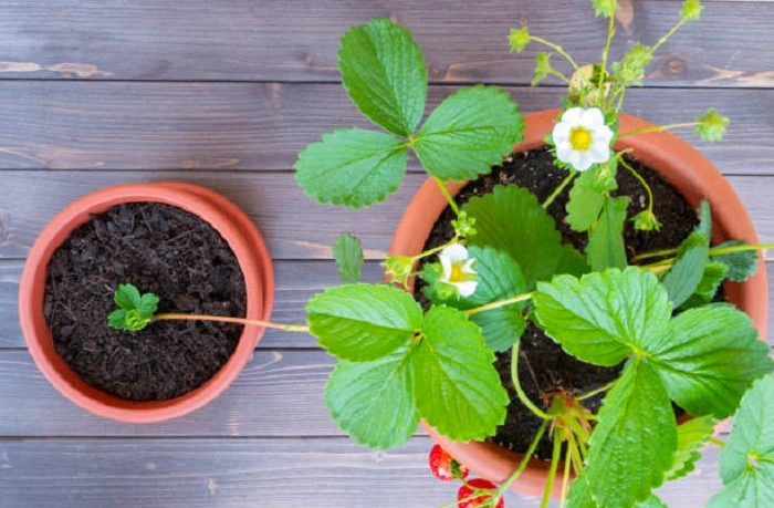 image of a healthy strawberry plant with long runners