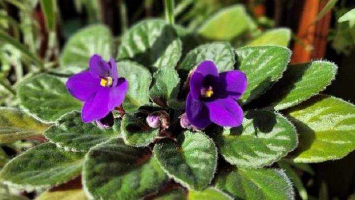 image of African Violet in  sunlight
