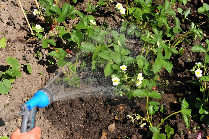 image of watering strawberry plant with soaker hose
