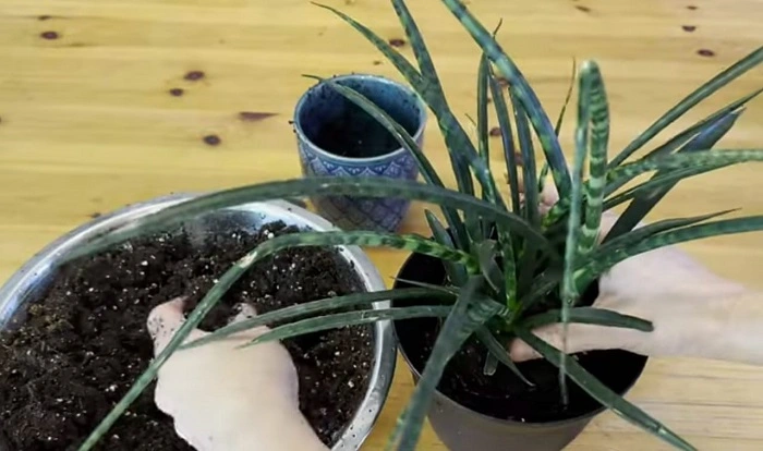 image of transferring the snake plant in a new bigger pot