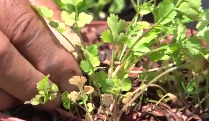image of yellow leaves of cilantro plant