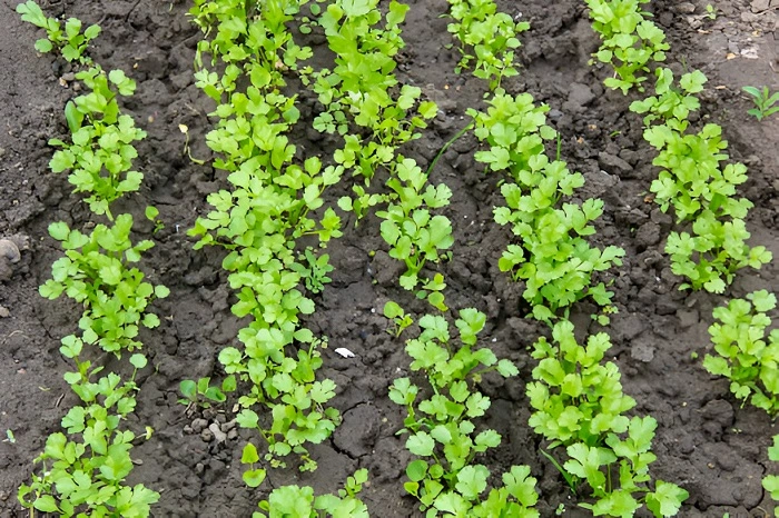 image of cilantro plants in wet soil