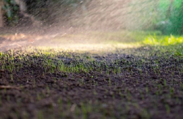 image of watering newly grown grass 