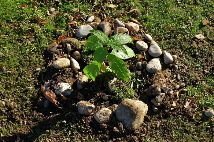image of stoness and rocks in lawn