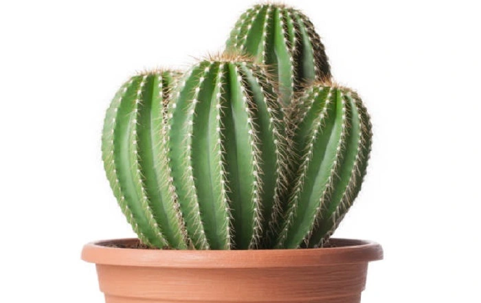 image of a cactus