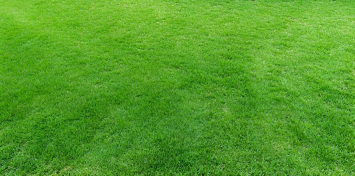 image of a lawn