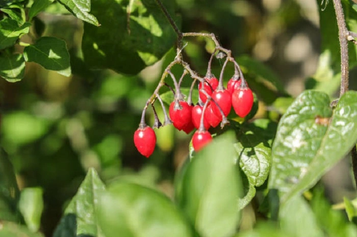 image of climbing nightshade weeds that look like strawberry