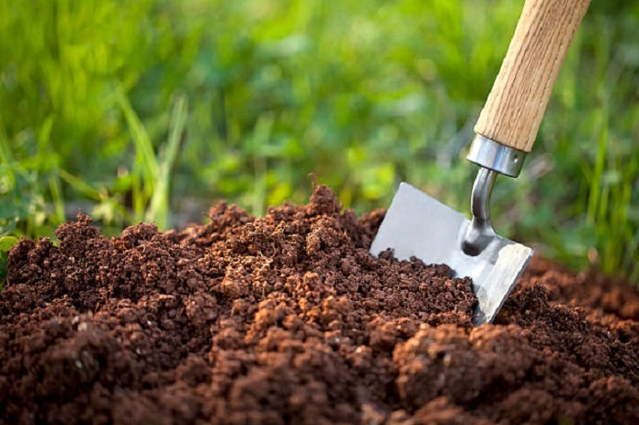 image of a manure compost to grow portobello mushrooms