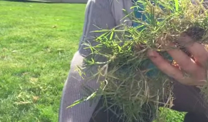 image of weeds in bermuda grass