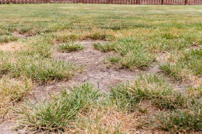 image of lawn soil with cracks