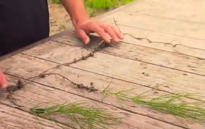 image of horsetail weeds cuttings