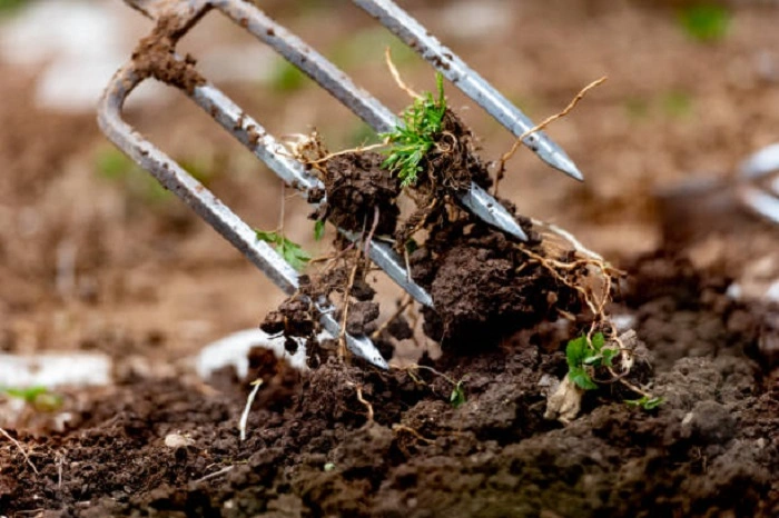 image of digging weeds from roots