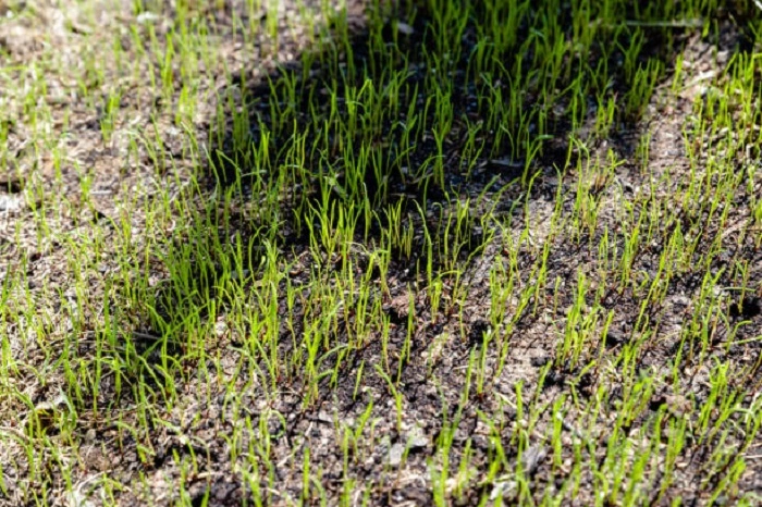 Do Not Walk On Newly Seeded Lawn