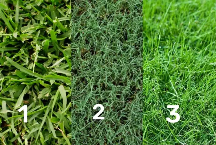 image of grasses for hard dirt