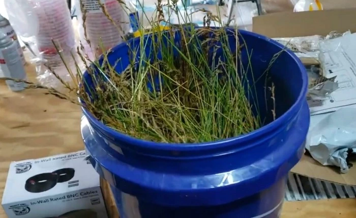 image of harvested grass for seeds