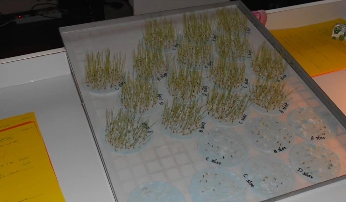 image of producing grass seeds