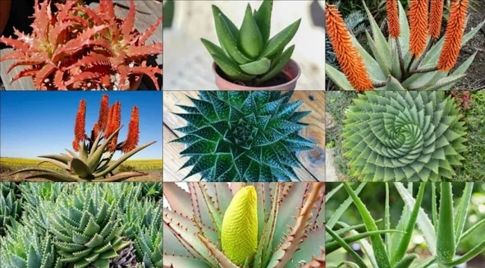 image of different varieties of aloe vera plant