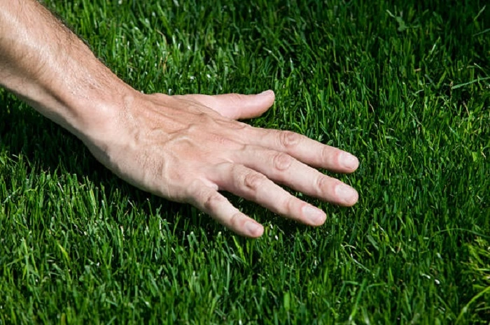 image of thick bermuda grass