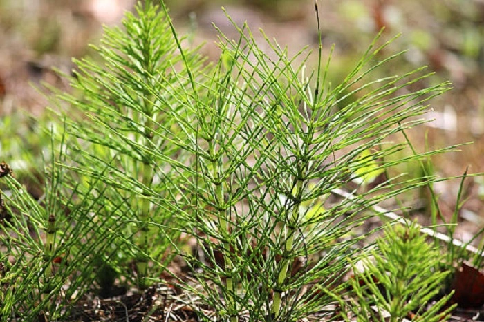 image of horsetail weeds