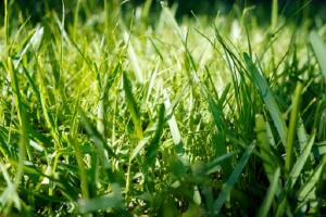 image of st augustine grass