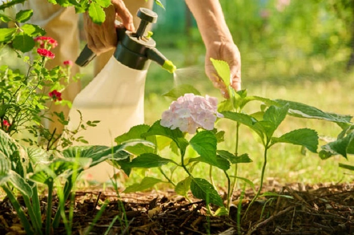 image of spraying pesticides on hydrangea plant