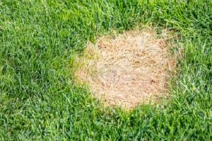 image of dried and dead grass patch as a result of Roundup spray