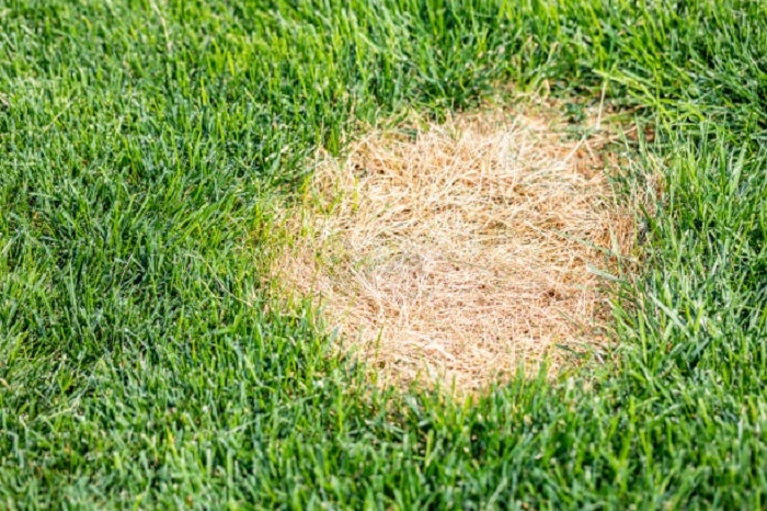 image of dried and dead grass patch as a result of Roundup spray