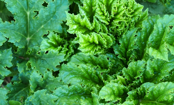 image of indian rhubard