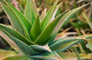 image of Aloe vera plant