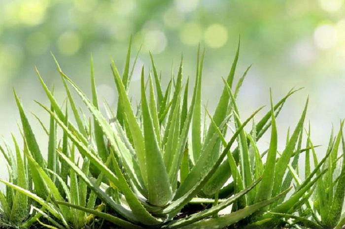image of aloe vera succulent plant