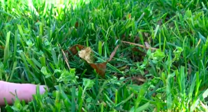 image of weeds grown in new sod