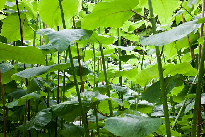 image of japanese knotweed