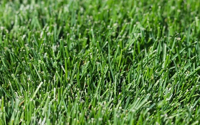 image of kentucky bluegrass