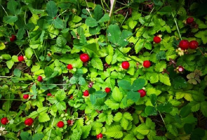 image of mock strawberry weeds that look like strawberry plant