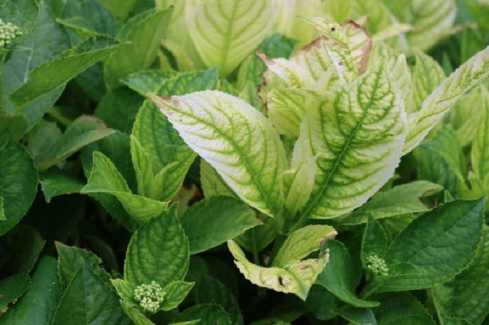 image of hydrangea leaves having nutrient deficiency