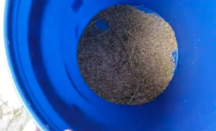 image of grass seeds hravested from grass