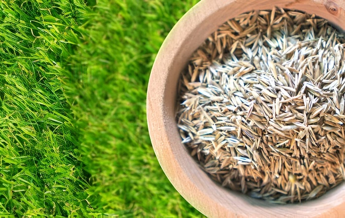 image of grass seeds