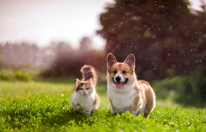 image of pets playing in lawn