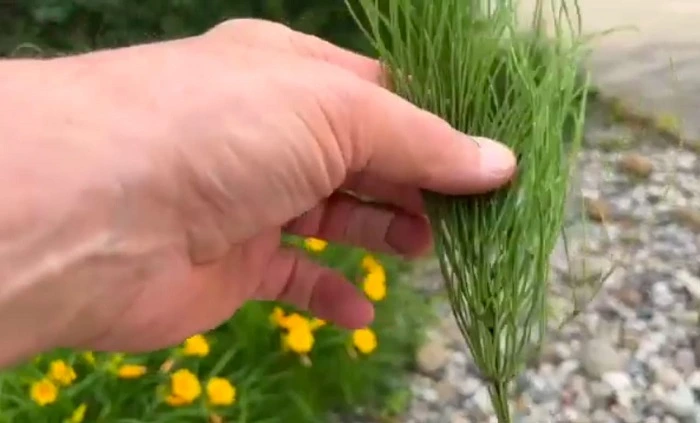 image of a removed shoot of horsetail weed