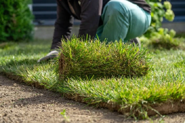 image of replanting lawn grass