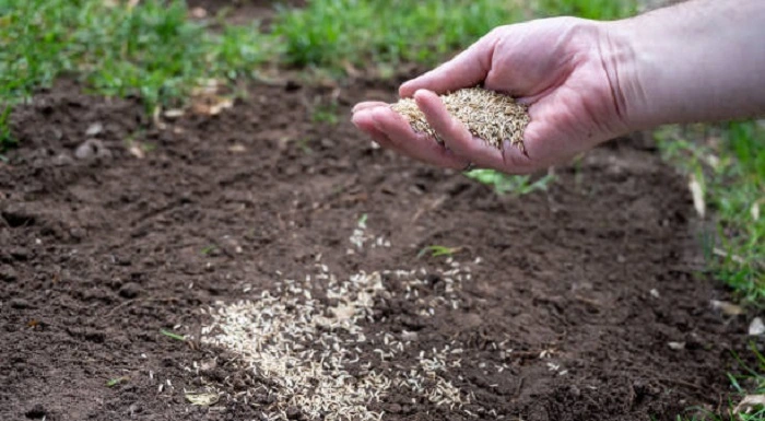 image of reseeding bare lawn areas