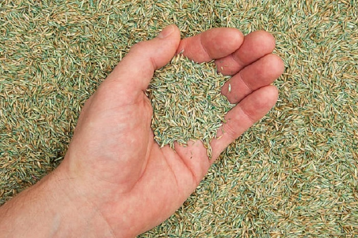 image of grass seeds

