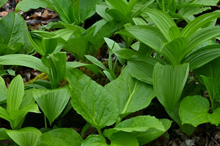 image of skunk cabbage weed that look like rhubarb