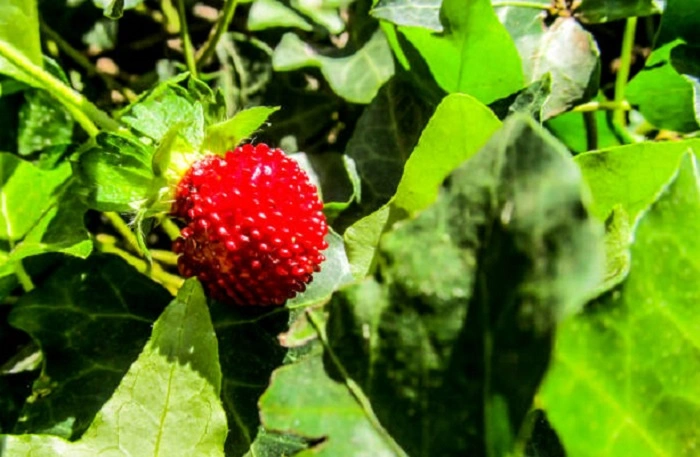 image of snake berry