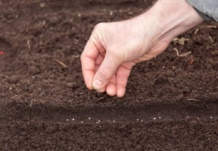 image of spreading grass seeds in hard dirt